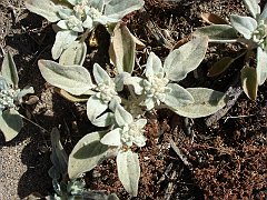 eremocarpus setigerus
